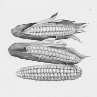 corn