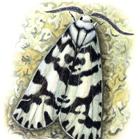 ashmoth