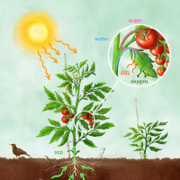 photosynthesis