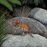 Fraser Williamson Graphic Design national and international publications, books and projects for design firms and agencies Flagstaff Gallery in Devonport children book illustrator