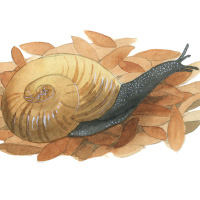 snail